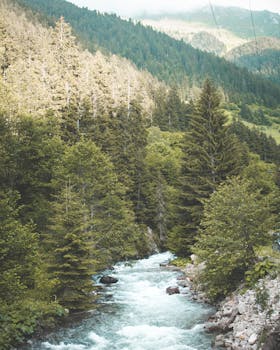 一条宁静的山间河流，白天流经郁郁葱葱的绿色森林