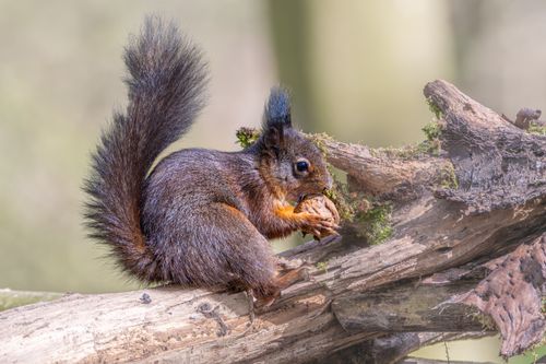 Free A squirrel holds a walnut while perched on a tree branch in a natural setting. Stock Photo