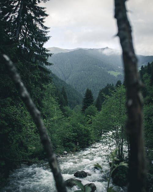 Free River Between Trees Stock Photo