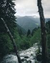 雾山森林中溪流潺潺，景色迷人