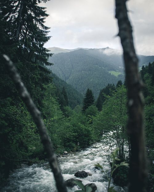 Free Captivating view of a forest stream flowing through foggy mountains. Stock Photo