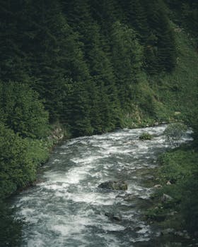 一条宁静的森林河流穿过郁郁葱葱的岩石与树木，展现着大自然的宁静