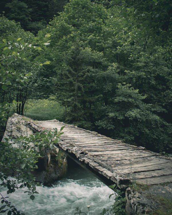 Free Wooden Bridge Through Forest Stock Photo