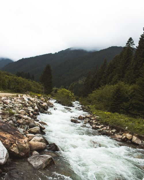 Free Serene mountain stream flowing through lush forest with rocky banks, under misty skies. Stock Photo