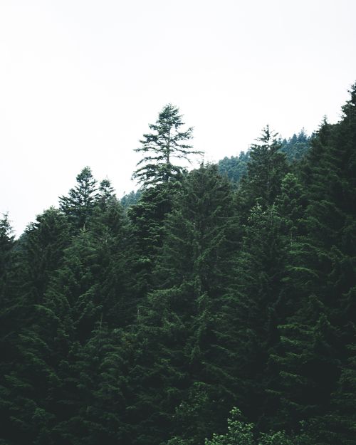 Free Serene view of a dense forest with towering pine trees against a clear sky. Stock Photo