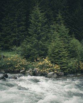 宁静的河流穿过茂密的森林，两岸是郁郁葱葱的绿树和充满活力的植被