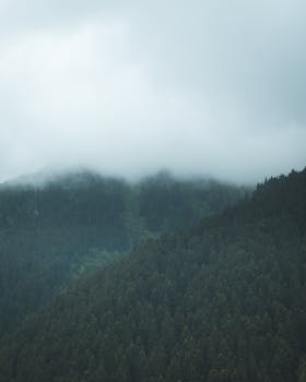 一个宁静的雾蒙蒙的早晨，山上坐落着一片郁郁葱葱的绿色森林，构成了一幅宁静的自然景象