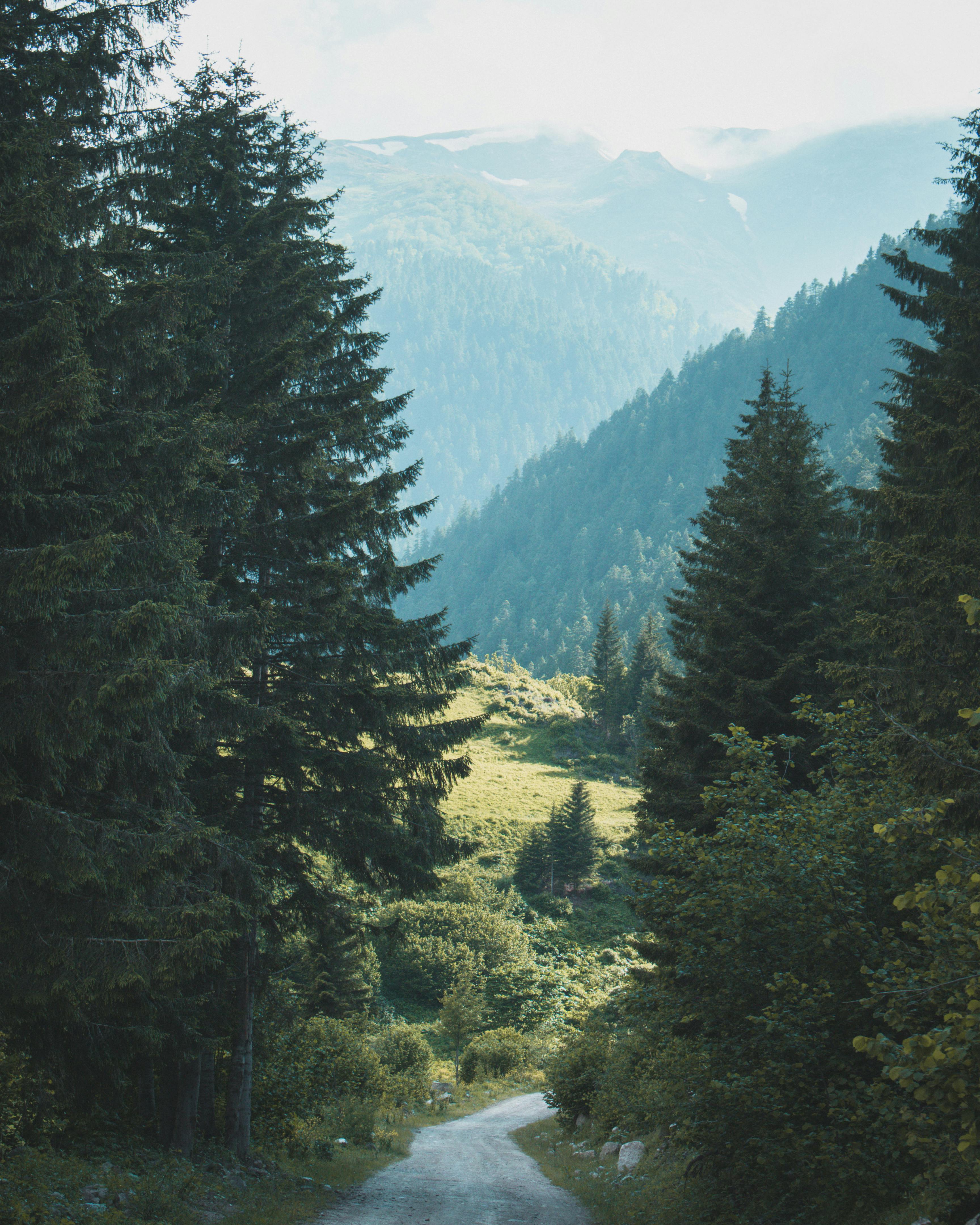 一条宁静的山路蜿蜒穿过郁郁葱葱的松林，在晴朗的蓝天下，非常适合大自然爱好者