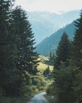 一条宁静的山路蜿蜒穿过郁郁葱葱的松林，在晴朗的蓝天下，非常适合大自然爱好者