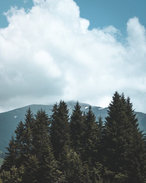 Безкоштовне стокове фото на тему «гора, дерева, зйомка з висоти»