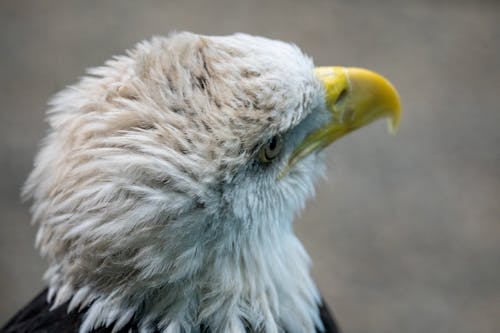 A bald eagle with a white head and yellow beak