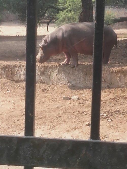 Hippo in zoo