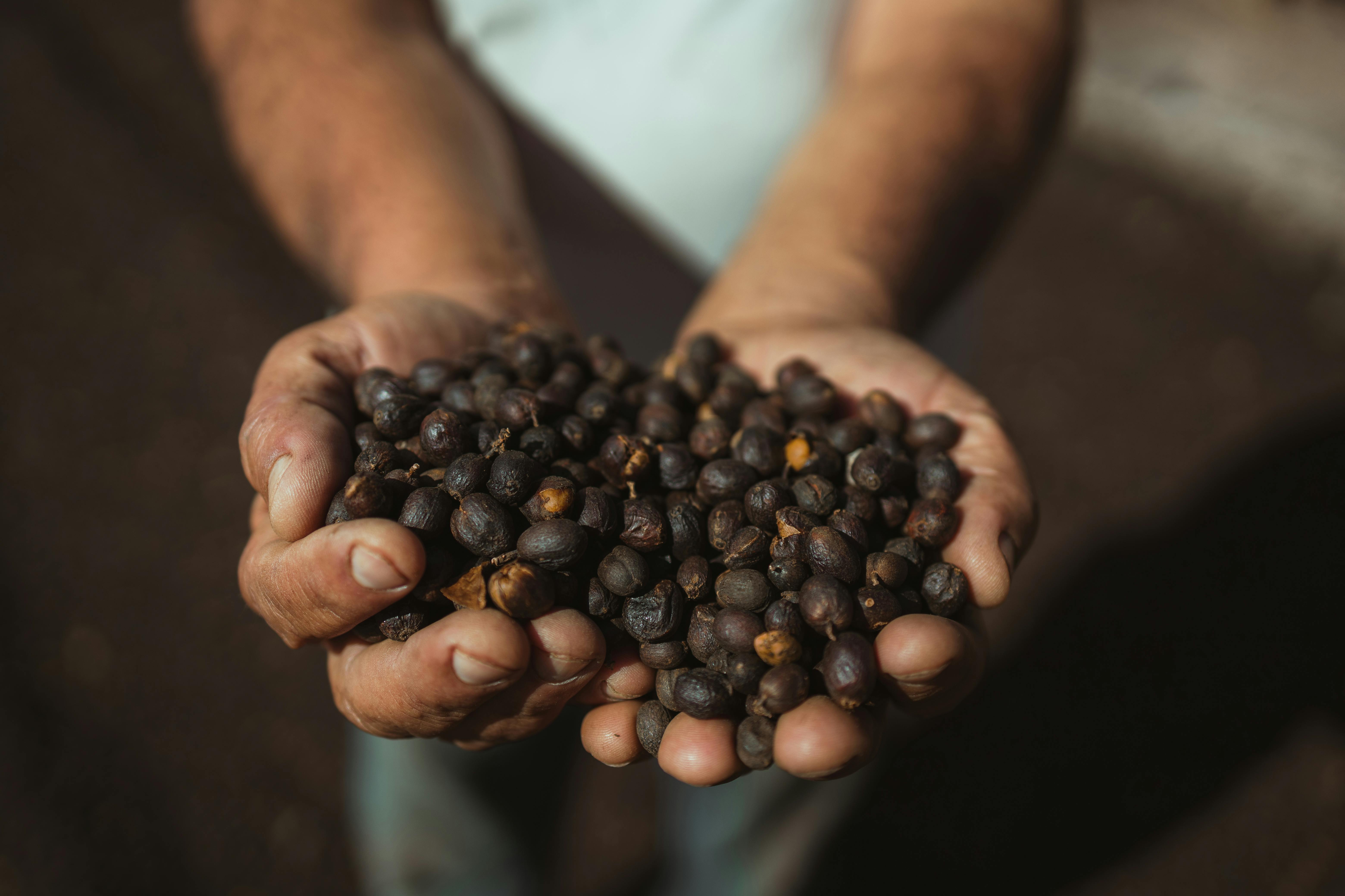 Ivory Coast Cocoa Crisis 2025: Price Collapse Forces