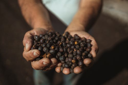 Mãos que produzem café