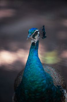 peacock photo