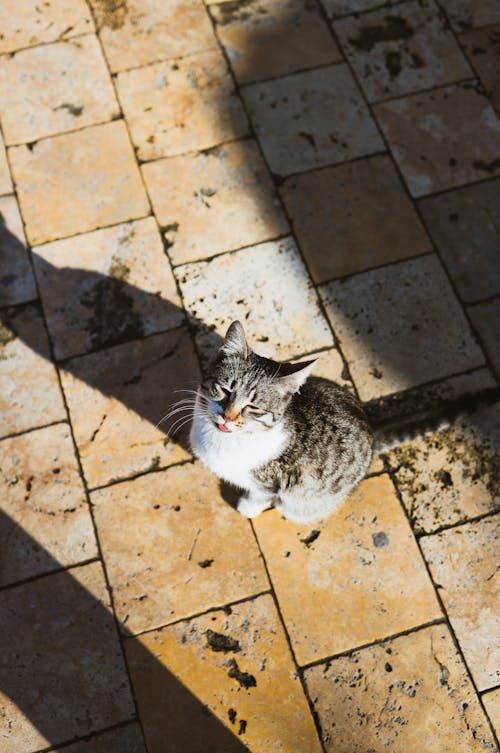 A cat sitting on a tiled floor with a shadow