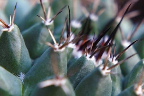 Free stock photo of cacti, cactus, cactus plant