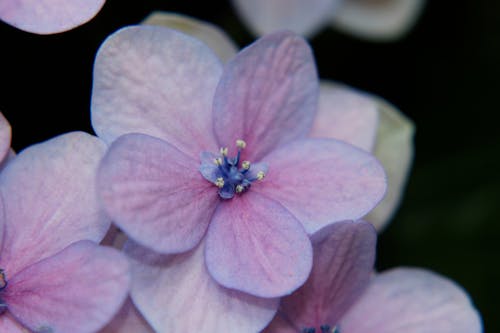 Free stock photo of christmas rose, flower, hydrangea