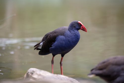 Kostenloses Stock Foto zu fluss, gefieder, lila swamphen