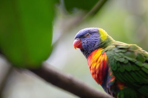 Free Colorful Parrot in Close Up Stock Photo