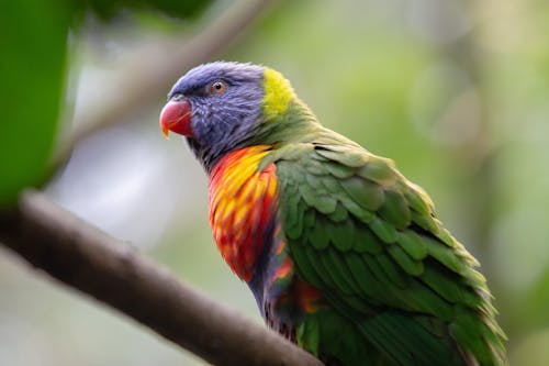 Yeşil, Sarı Ve Mavi Kuşun Sığ Odak Fotoğrafı