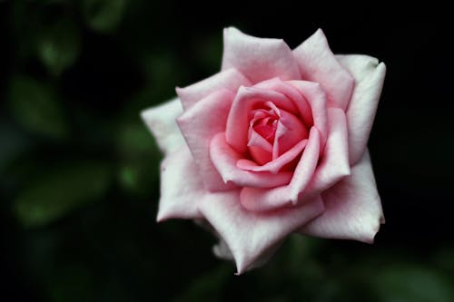 Free stock photo of flower, pink, pink roses