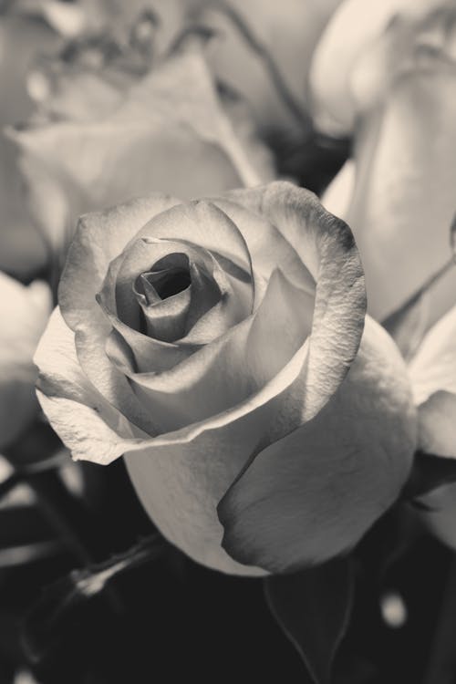 Black and white rose photo