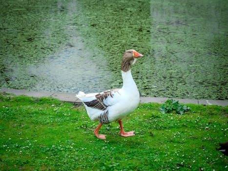 Lammergier in Groningen: Zeldzame roofvogel verdwaald