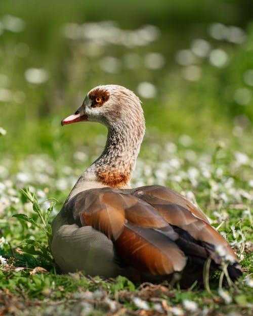 Serene Duck in the Park
