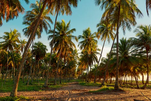 Palm trees line a dirt road in the jungle
