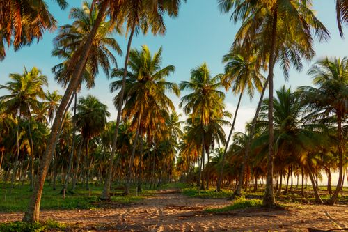 Free Scenic view of palm trees under sunlight creating a tropical paradise vibe in Recife, Brazil. Stock Photo