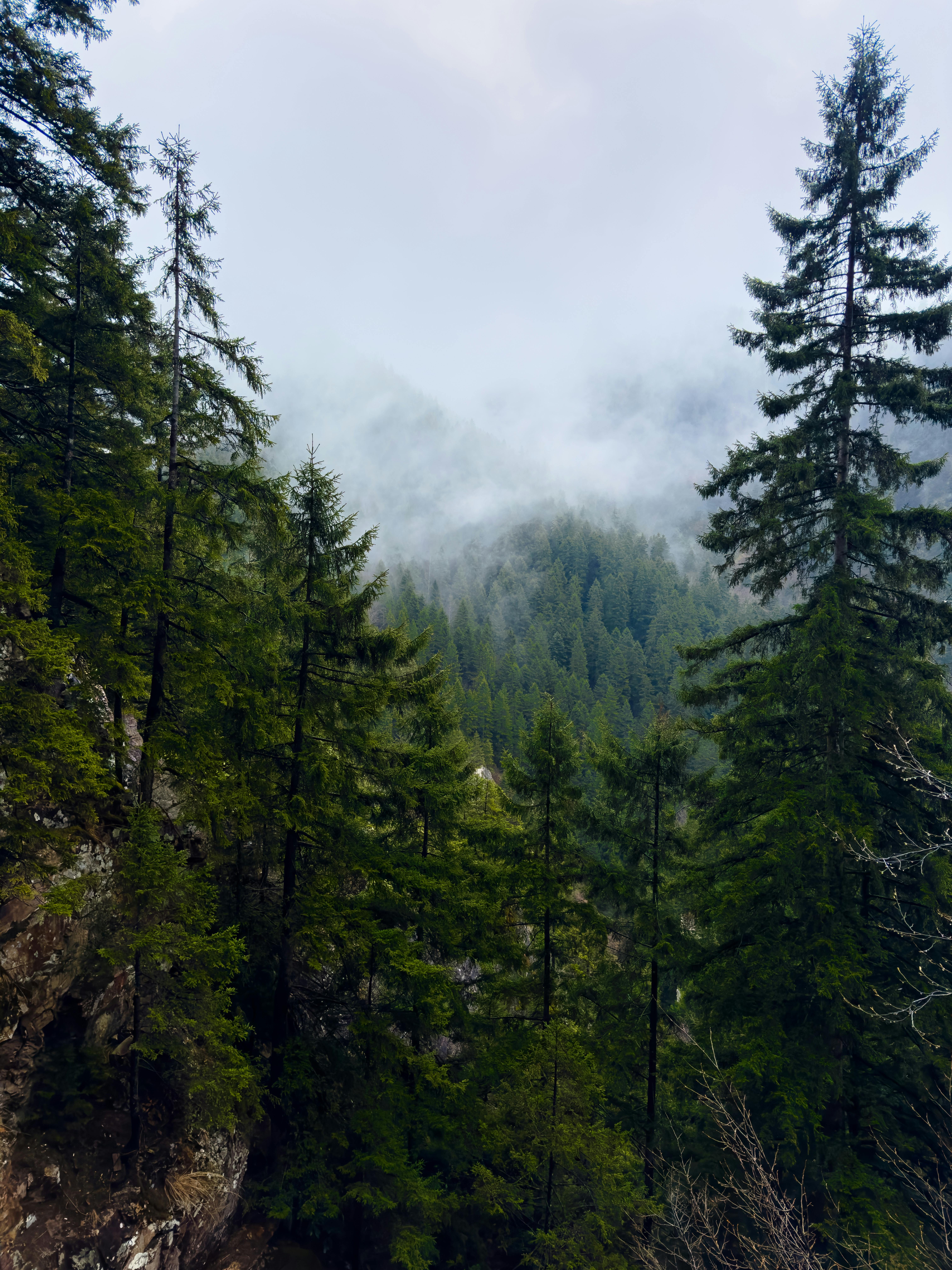 Foggy coniferous forest in mountainous Trabzon landscape.