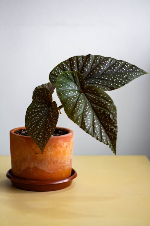 Základová fotografie zdarma na téma begonia maculata, begónie, dřevo