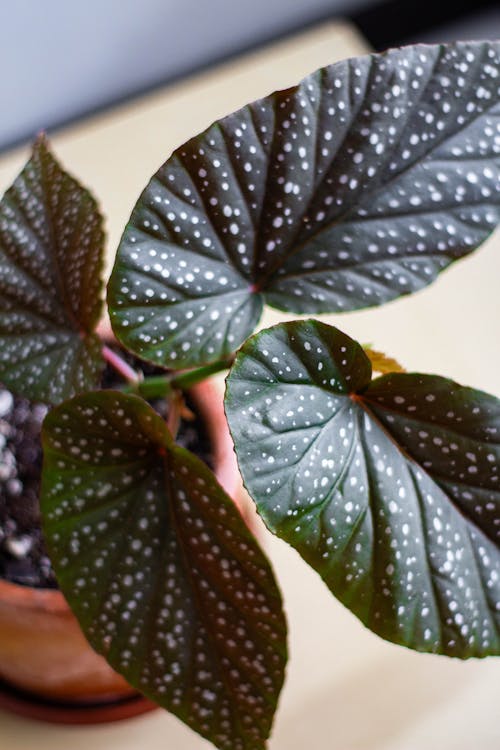 Základová fotografie zdarma na téma begonia maculata, begónie, péče o rostliny