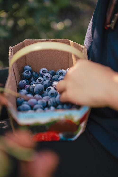 Kostenloses Stock Foto zu blaubeeren, essensfotografie, festhalten