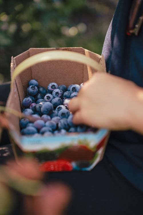Free Person holding a cardboard basket filled with ripe blueberries, showcasing a harvest. Stock Photo