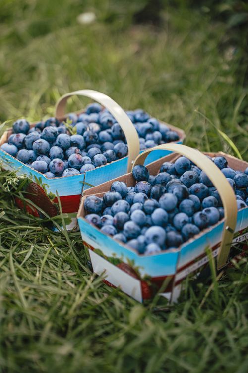 Free Two cardboard baskets filled with ripe blueberries placed on grass, showcasing fresh harvest. Stock Photo
