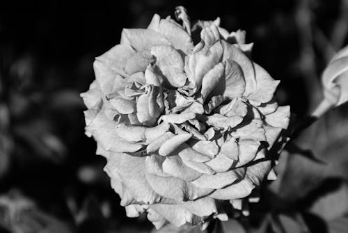 그레이 스케일 사진, 꽃, 꽃잎의 무료 스톡 사진