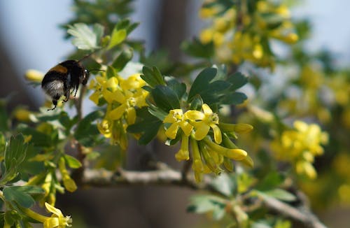 Free stock photo of bumblebee, flowers, pollination