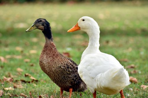 Free Charming image of two ducks resting on grassy land during fall in Farragut, TN. Stock Photo