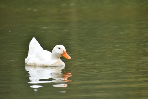 Free A serene white duck swimming on a calm lake, reflecting tranquility and nature's beauty. Stock Photo