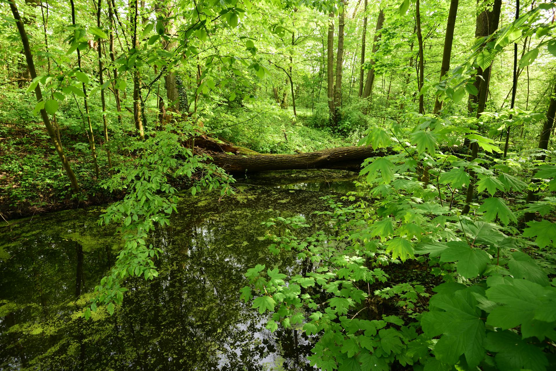 A serene green forest in Hannover with a peaceful pond surrounded by vibrant foliage.