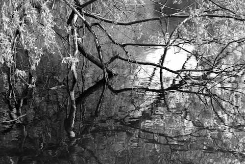 Ağaç dalları, göl kıyısı, gölet içeren Ücretsiz stok fotoğraf
