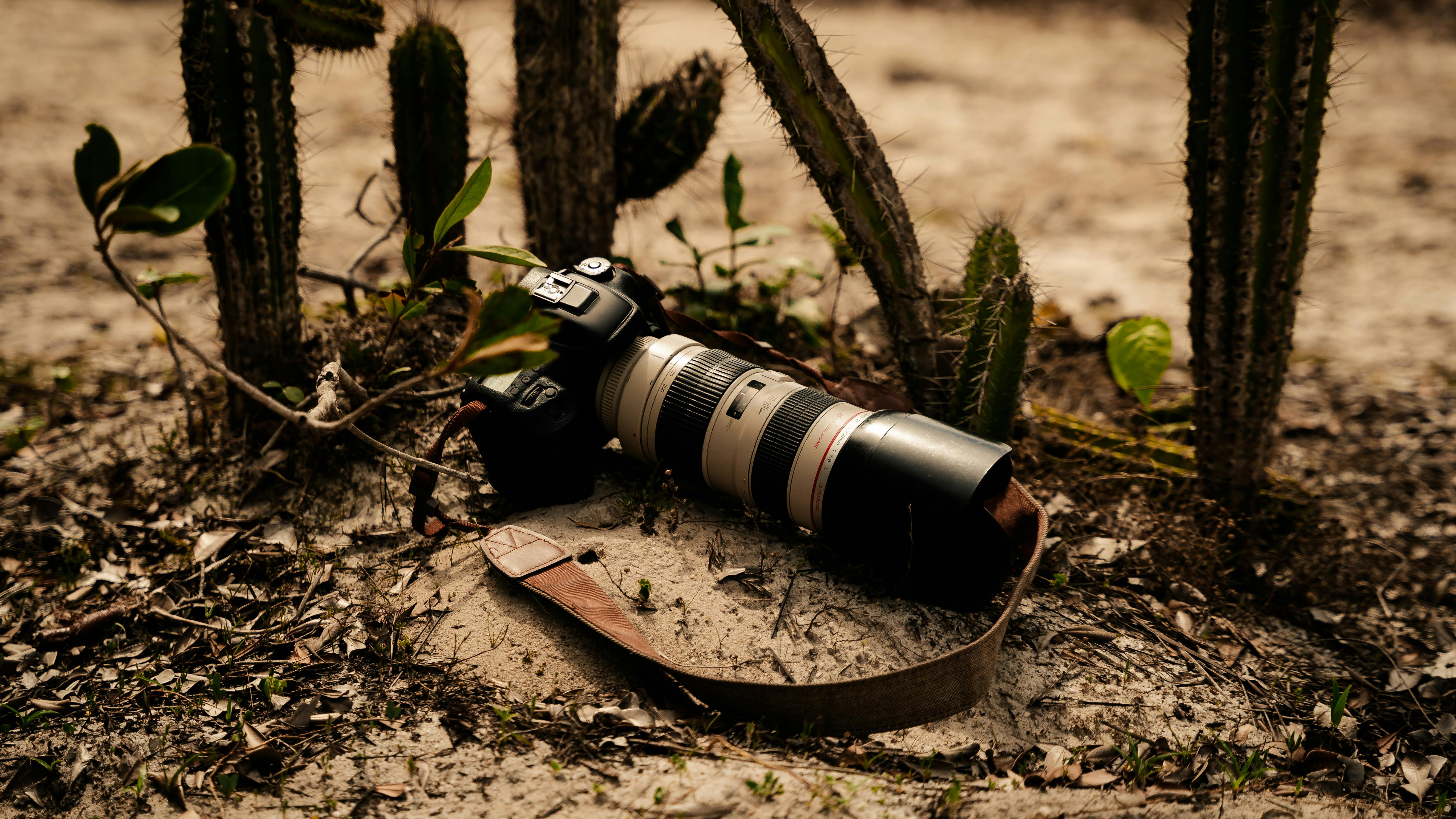 UF adds Western canon-focused courses to general education — Photo by Gabriel Rissi on Pexels