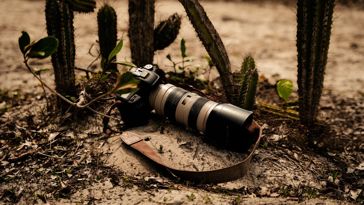 Camera on the Ground next to Cactuses · Free Stock Photo
