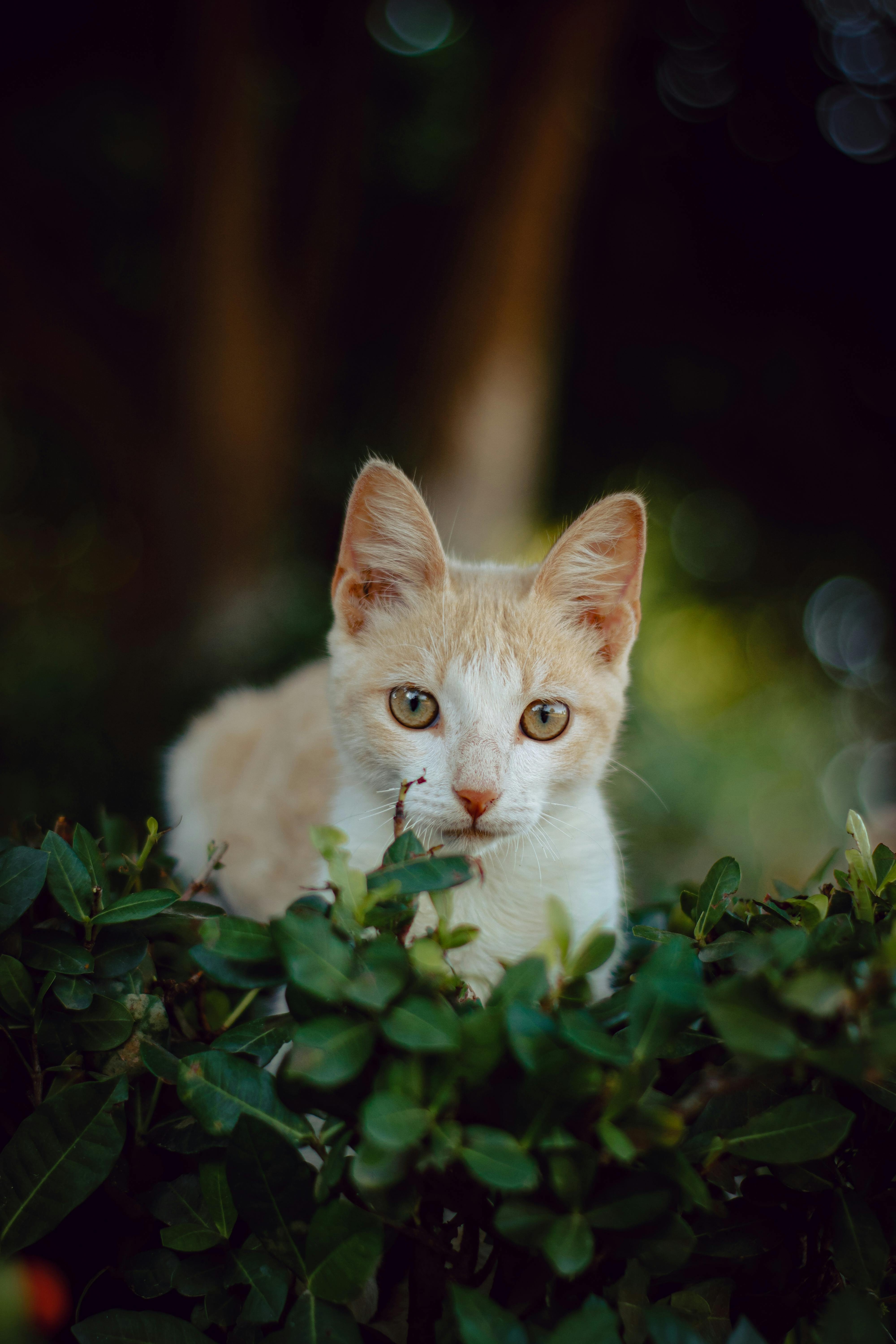 A ginger cat looks curiously through lush green leaves in Casacara, Colombia.