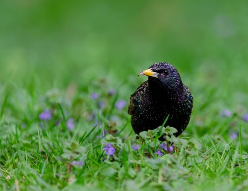 Free A European starling sits in a meadow in Salzgitter, Germany, surrounded by green grass and purple flowers. Stock Photo