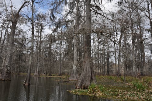 A swamp with trees and water in the background