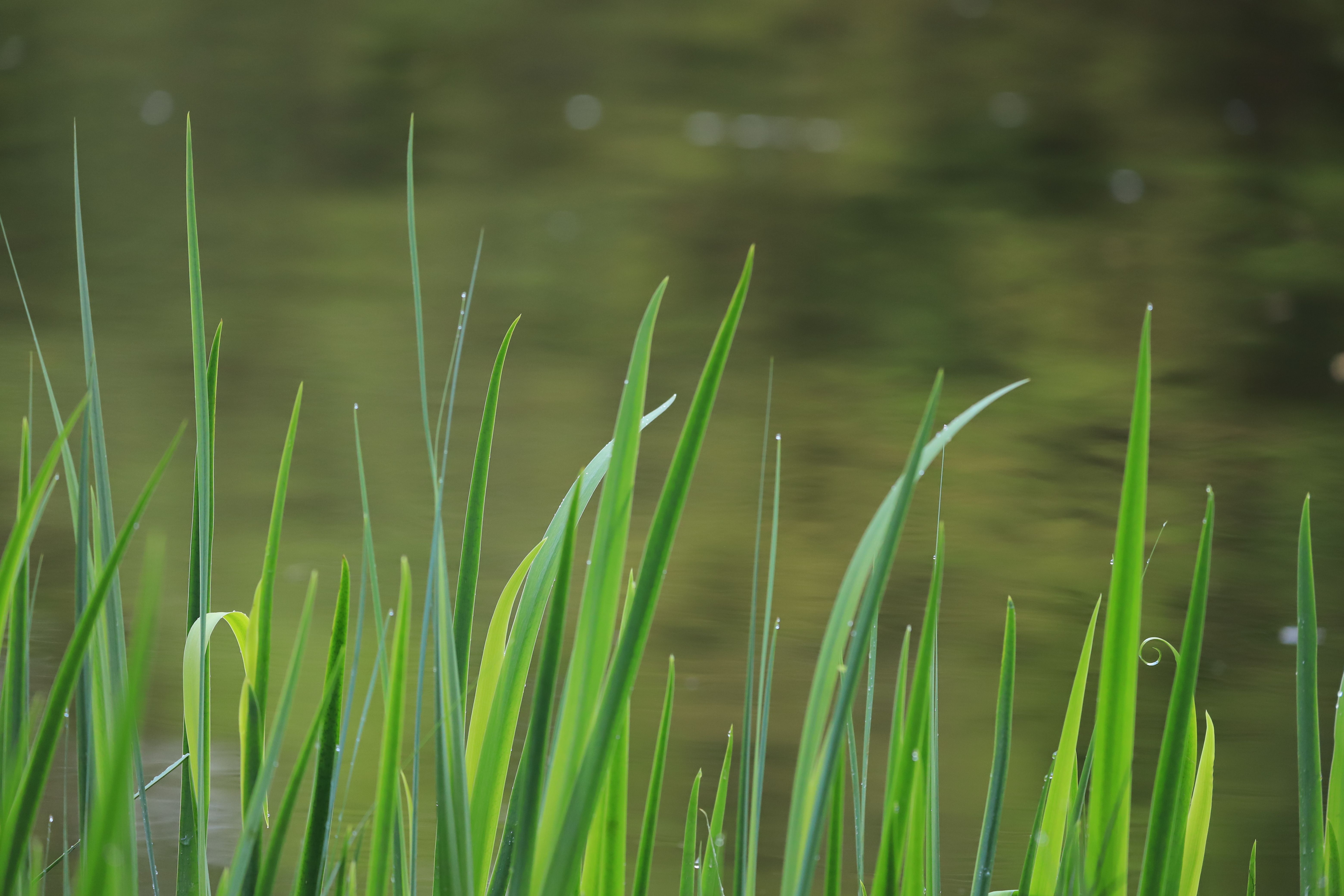 Close-up of lush green grass by a tranquil pond with a blurred water background.