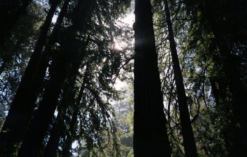 Kostnadsfri bild av lågvinkelfotografi, löv, natur